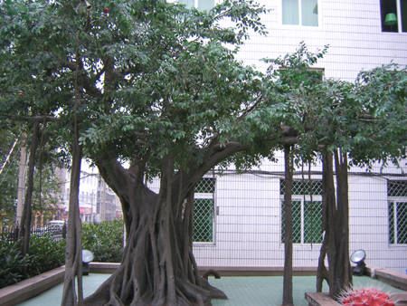 Cad iad na buntáistí a bhaineann le crainn banyan bán saorga a úsáid sa saol?