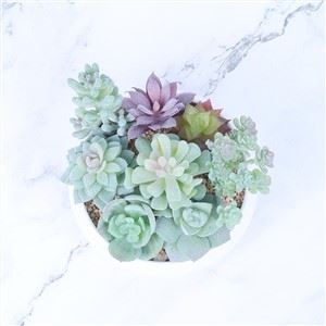 Plandaí Succulentacha Saorga Gan Pota